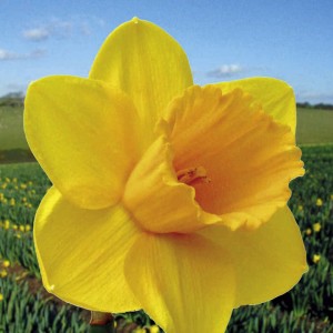 Daffodil