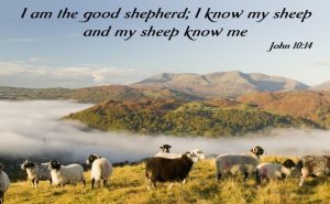 Good shepherd