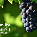 I am… the true vine